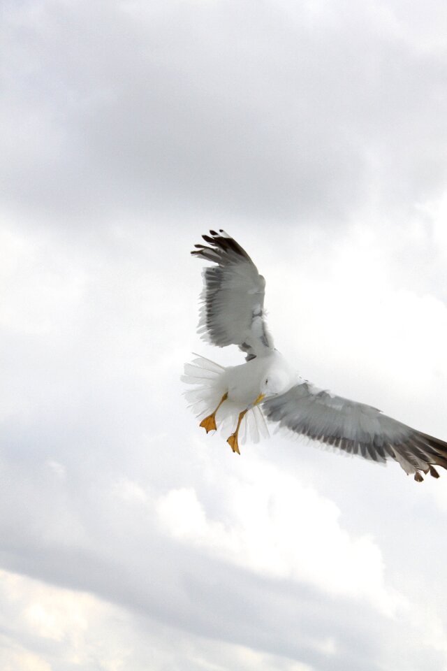 Bird wings nature