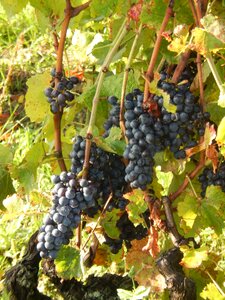 Vine grapes nature