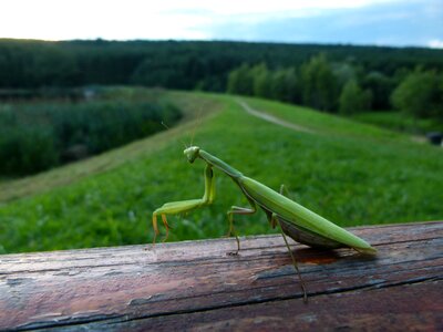 Twilight félprofil praying mantis