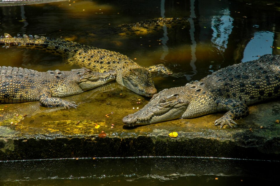 Crocodiles reptile zoo