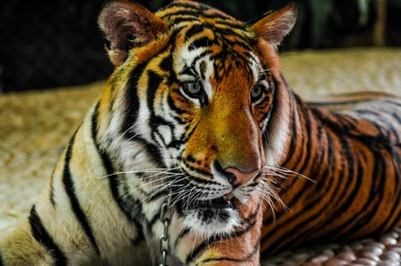Tiger big cat portrait photo