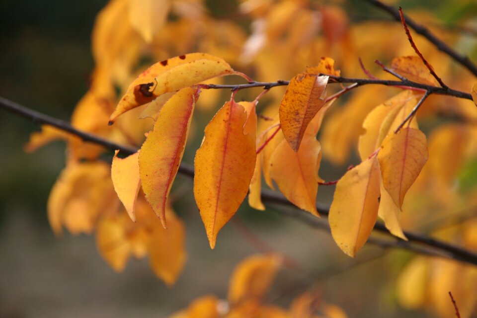 Leaves golden autumn golden october