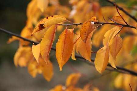 Leaves golden autumn golden october