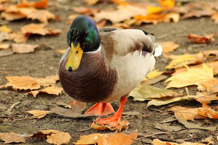 Drake duck bird