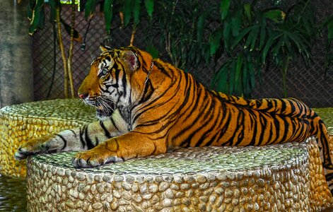 Tiger big cat portrait