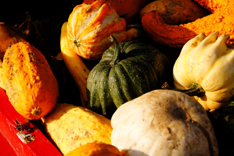 Halloween vegetables harvest