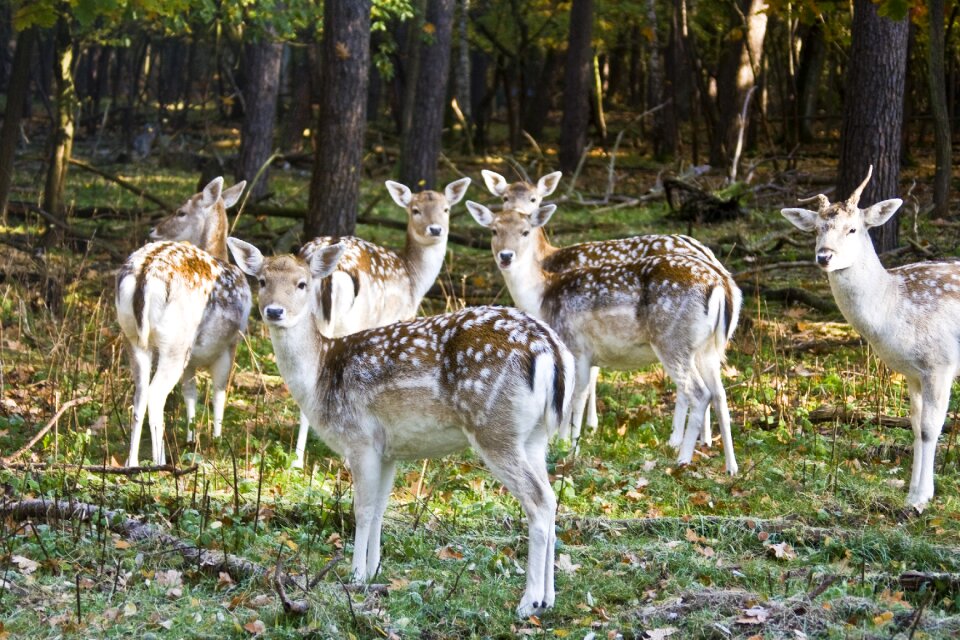 Flock autumn forest horns