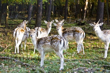 Flock autumn forest horns