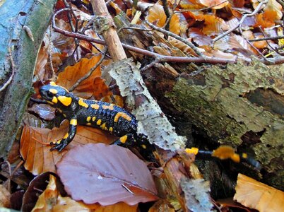 Animal amphibian newt photo