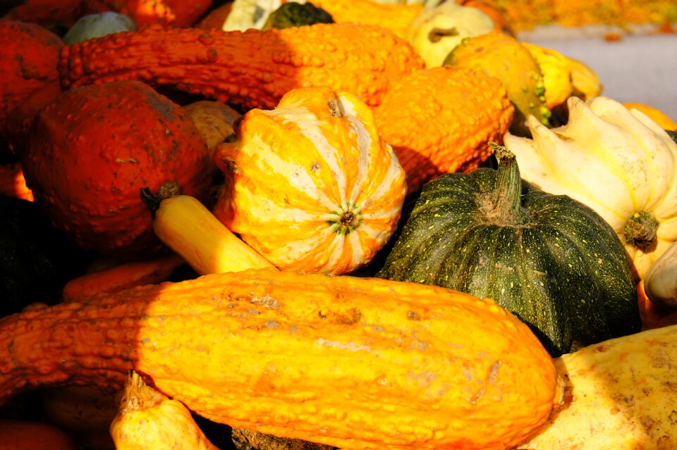 Halloween vegetables harvest