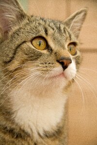 Cat domestic cat portrait photo