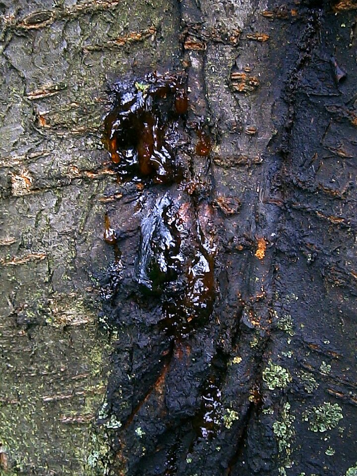 Resin discharge resin tree