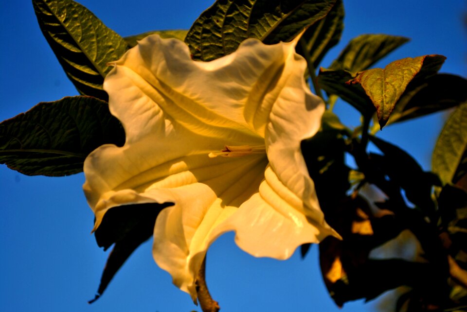 Yellow beautiful nature