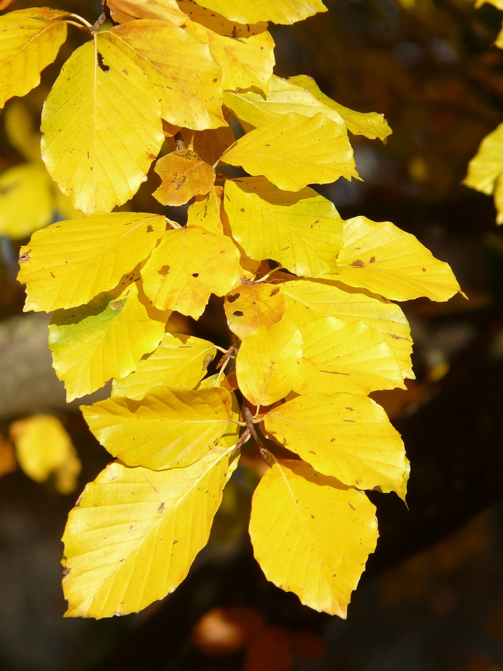 Deciduous tree golden autumn golden october