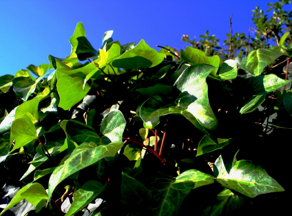 Leaves sunlight sky