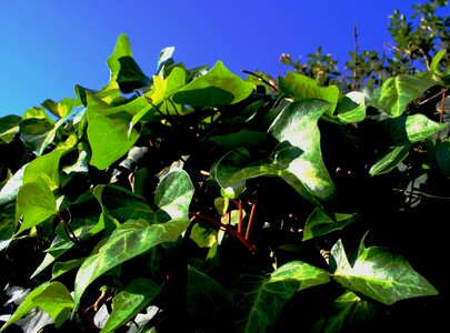 Leaves sunlight sky