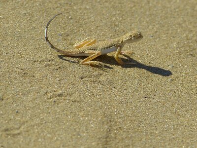 Sand reptile schuppenkriechtier photo
