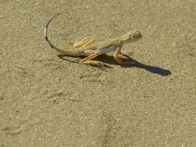 Sand reptile schuppenkriechtier