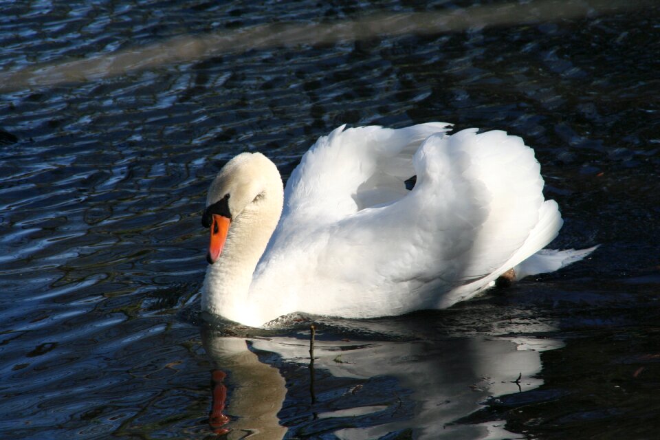 Bird mute swan duck bird