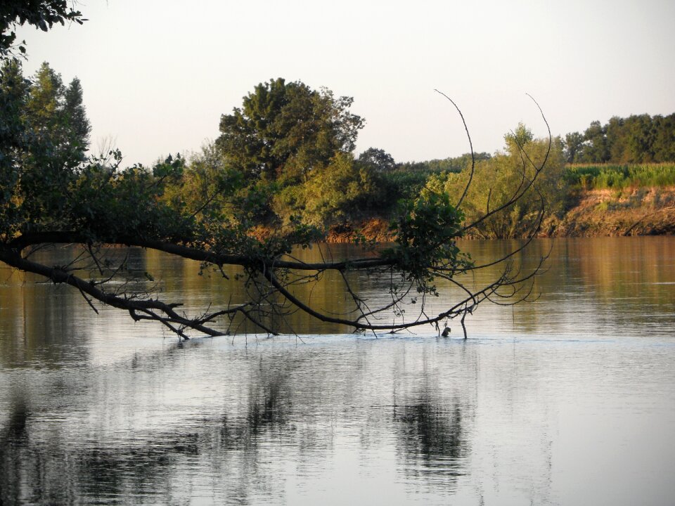 Tree insect reflection