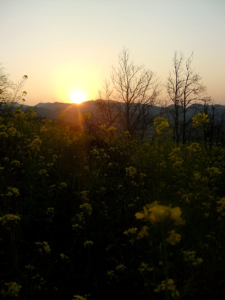 Rape golden yellow sunset