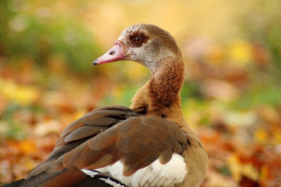 Geese water bird autumn