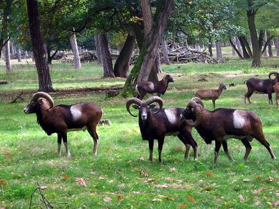 Horns wild flock
