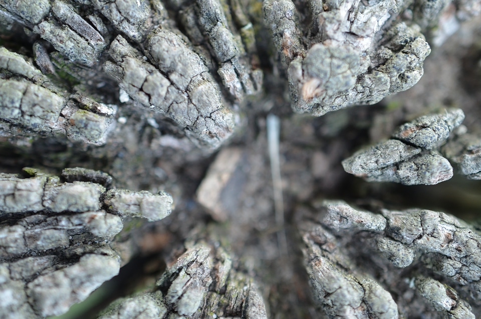 Macro wood fence post