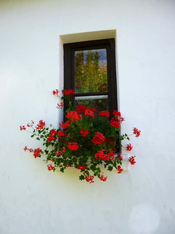 Geranium window red flower