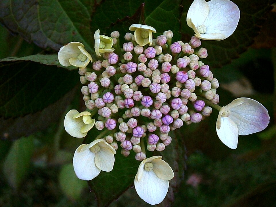 White flowers bush