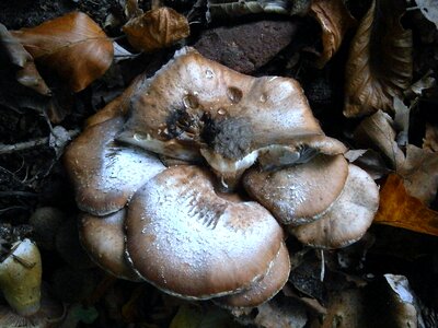 Many forest forest mushroom photo