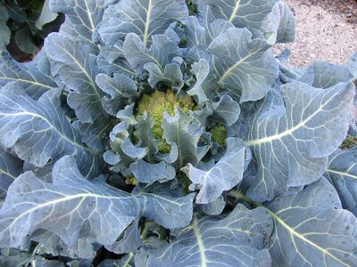 Plant leaves green nutrition