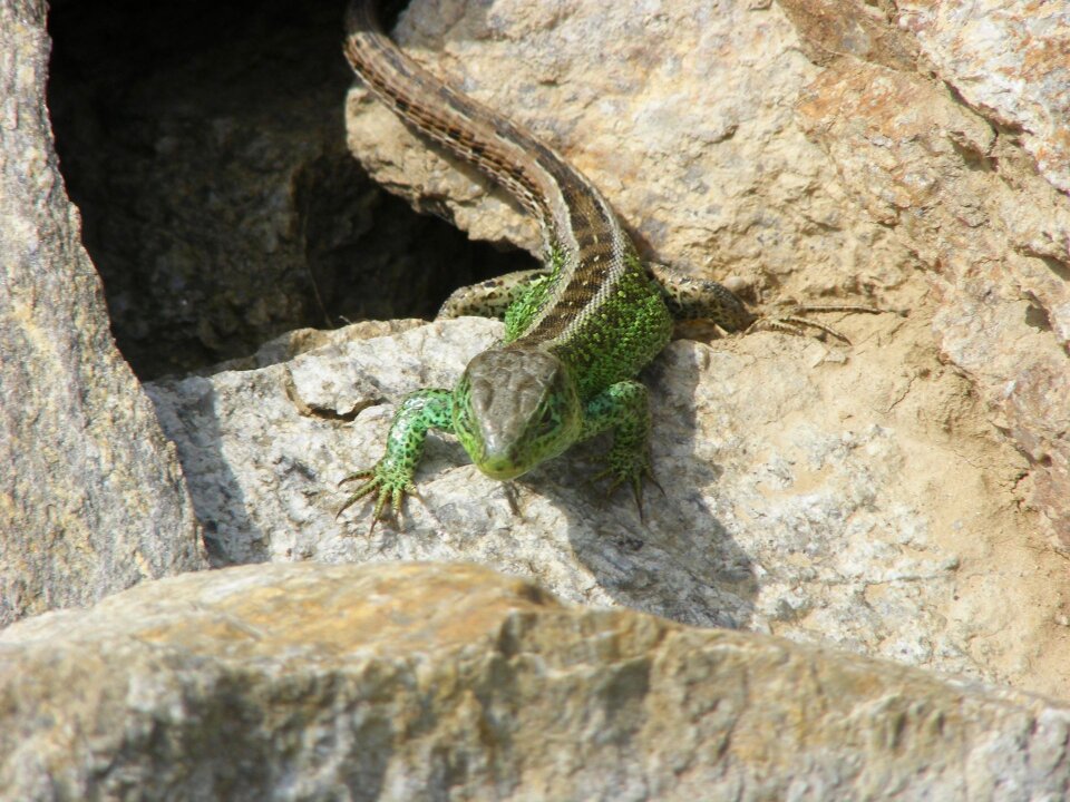 Sand lizard green reptile