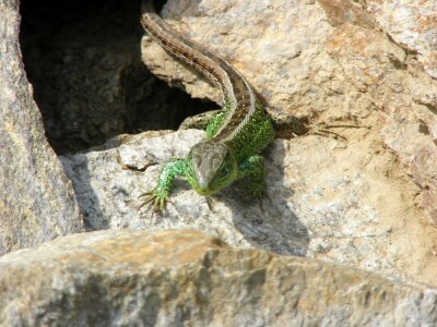 Sand lizard green reptile photo