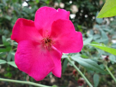 Park garden chinese rose