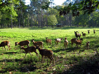 Wild flock autumn forest