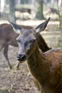 Hirsch antler autumn forest