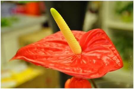 Flower red exotic flower