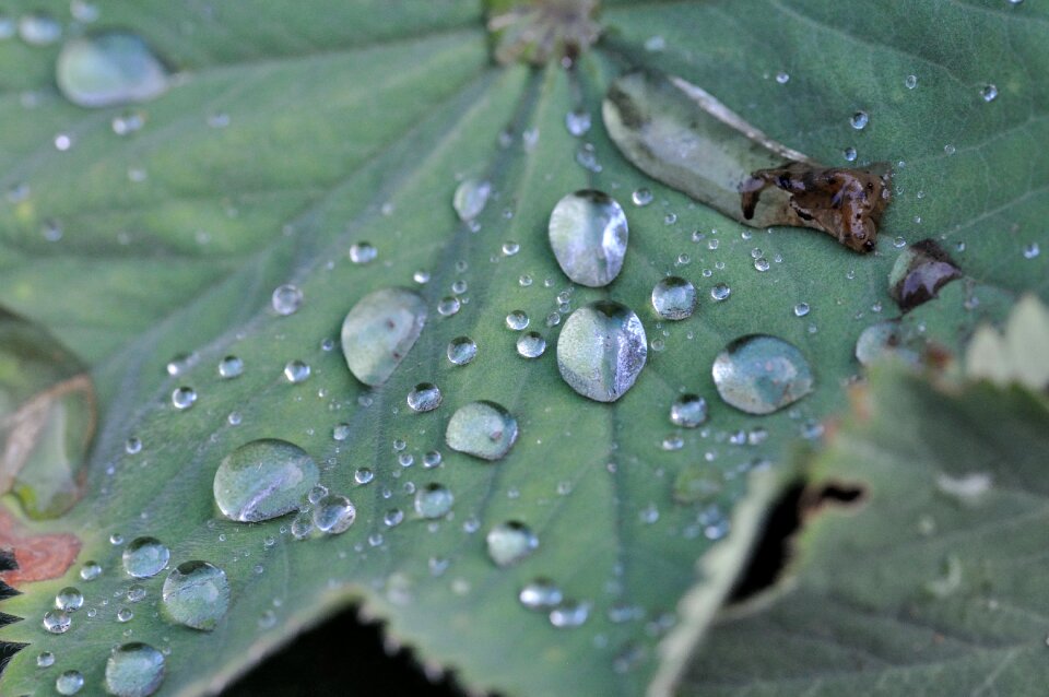 Nature plant water