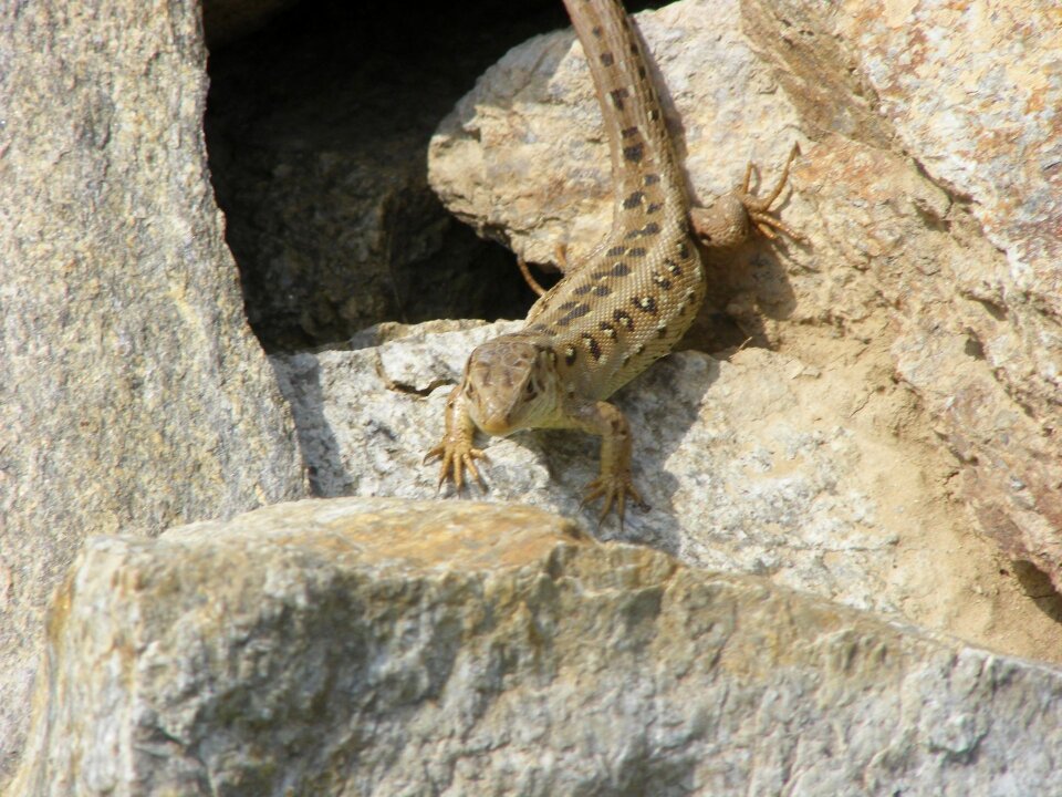 Animals brown summer