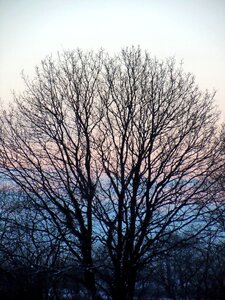 Tree sunrise nature