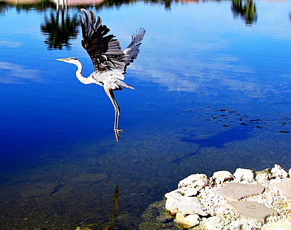 Great blue heron bird sky