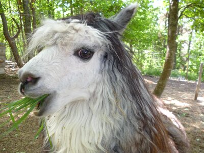 Alpaca white curly