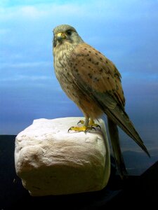 Raptor animal nature