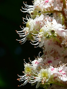 White close up macro