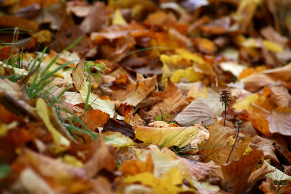 Golden autumn leaves in the autumn colorful
