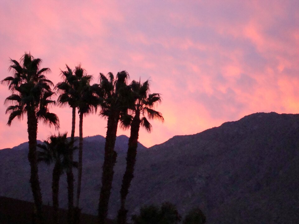 Palm trees sunset colorful photo