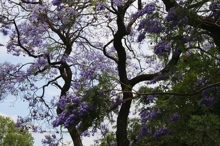 Winding branches flowers purple