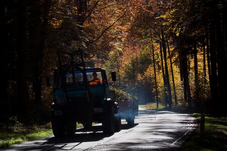 Forest autumn fall foliage