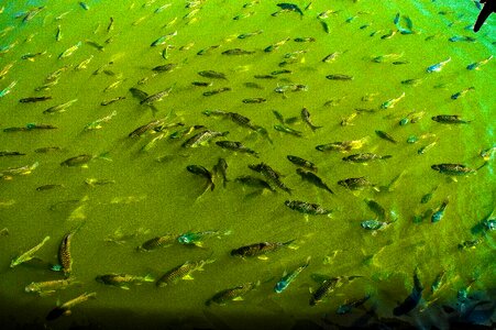 Fish fish thick green water photo